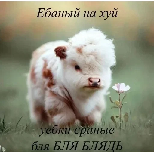 Бортич опять украла — 47