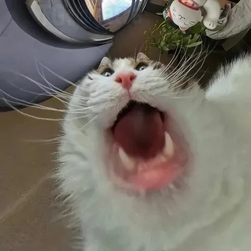 Бортич опять украла — 7