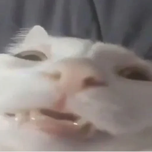 CAAAAAATS — 11