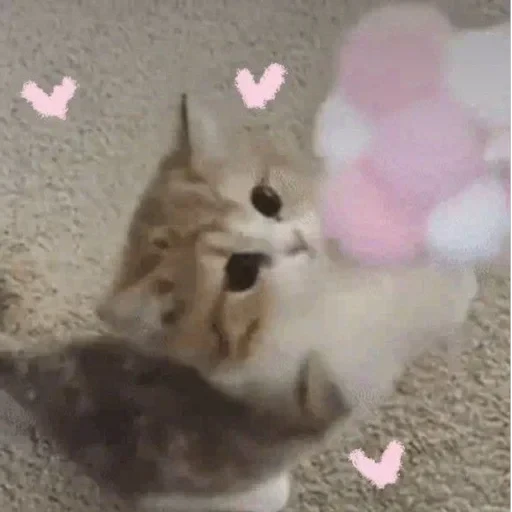 CAAAAAATS — 12