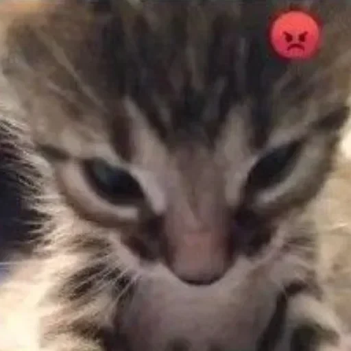 CAAAAAATS — 13