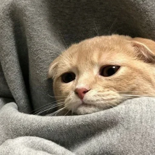 CAAAAAATS — 14