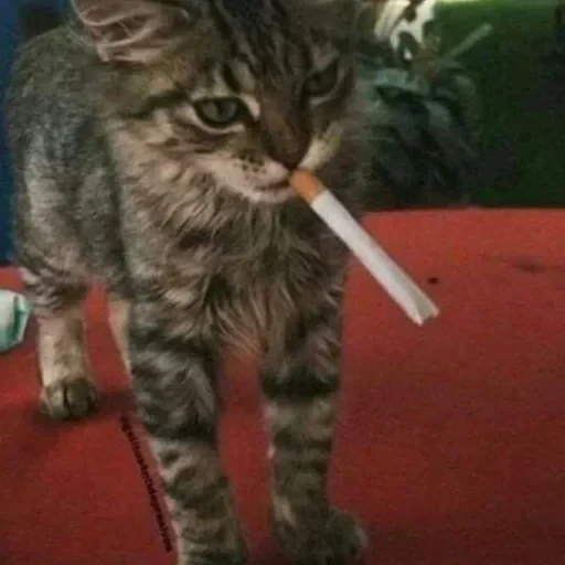CAAAAAATS — 15