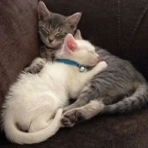 CAAAAAATS — 16