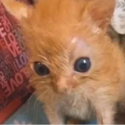 CAAAAAATS — 20