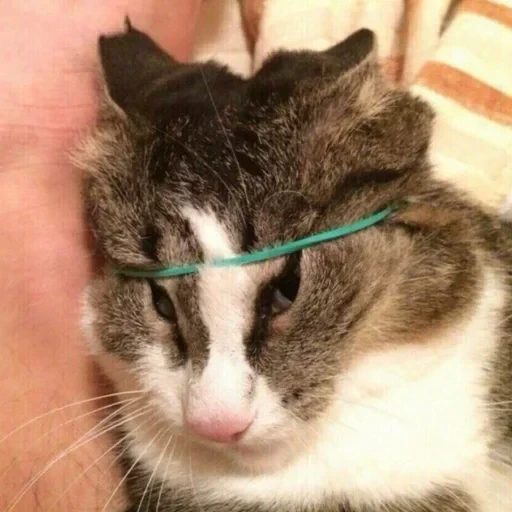 CAAAAAATS — 21