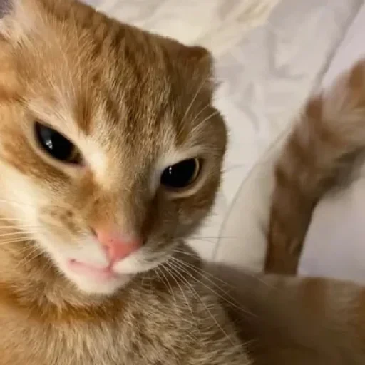 CAAAAAATS — 23