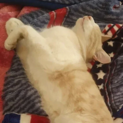 CAAAAAATS — 24