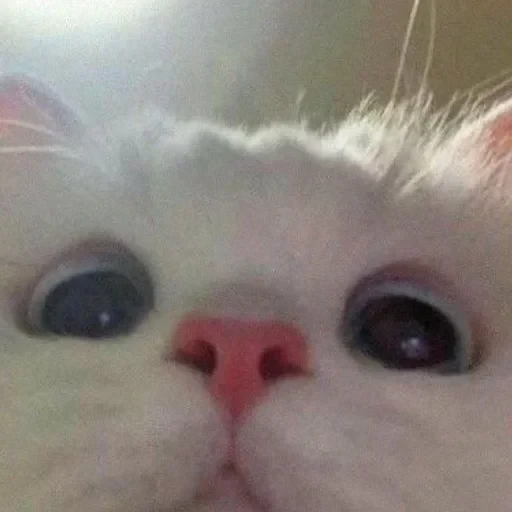 CAAAAAATS — 28