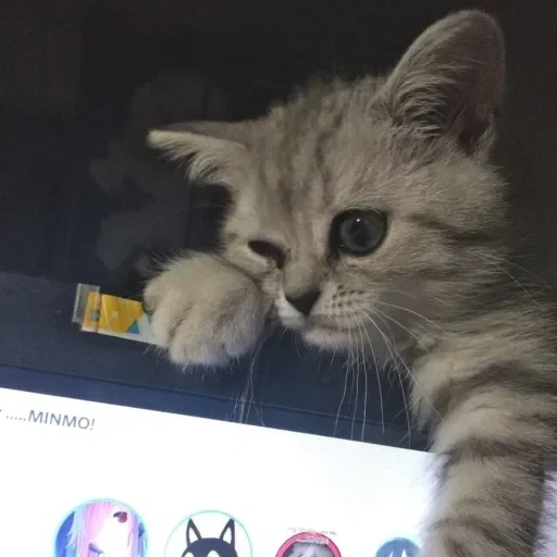 CAAAAAATS — 30