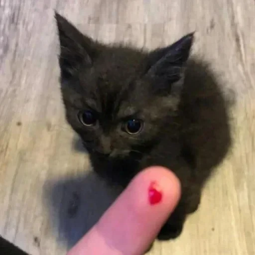 CAAAAAATS — 4