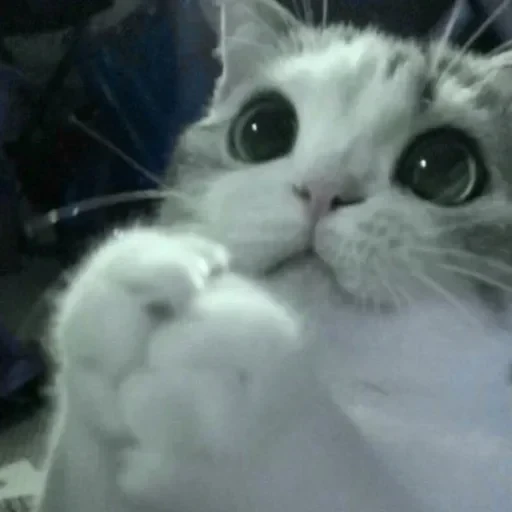 CAAAAAATS — 31