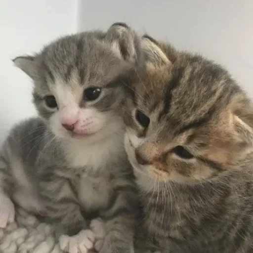 CAAAAAATS — 32