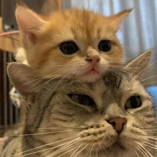 CAAAAAATS — 33