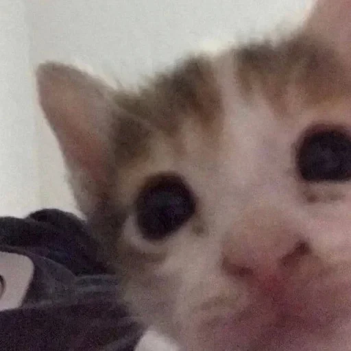 CAAAAAATS — 38