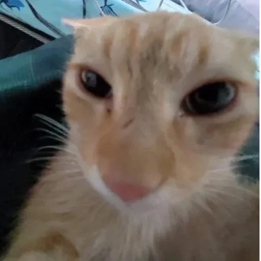 CAAAAAATS — 5