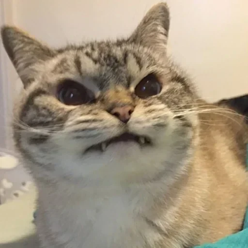 CAAAAAATS — 41