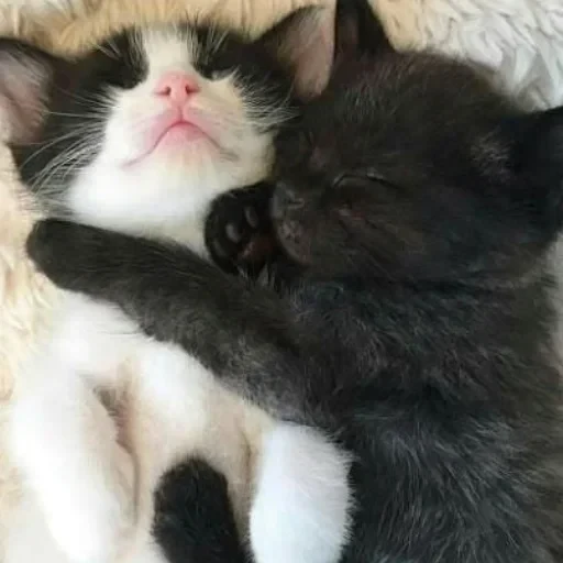 CAAAAAATS — 43