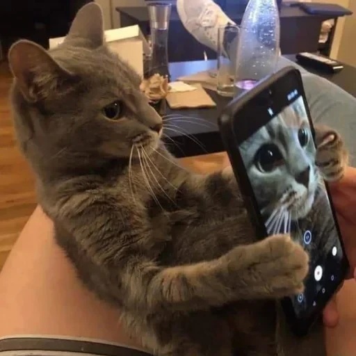 CAAAAAATS — 44