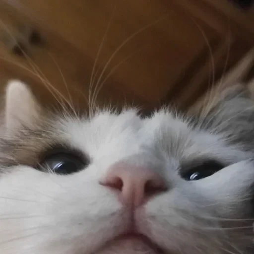 CAAAAAATS — 45