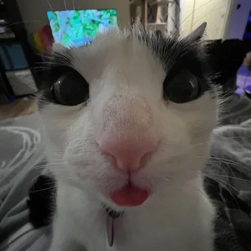 CAAAAAATS — 48