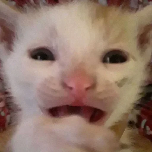 CAAAAAATS — 49