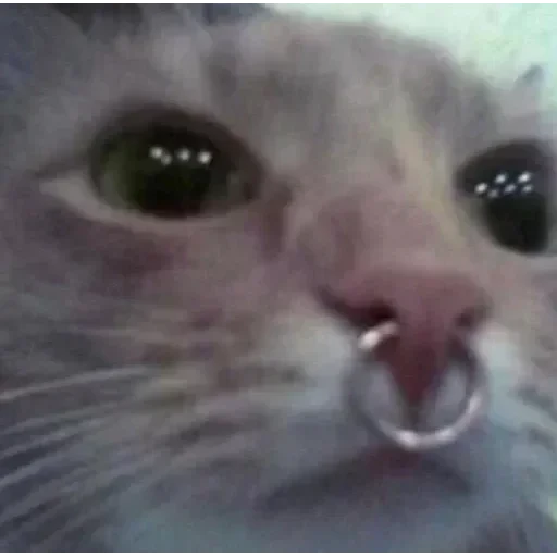 CAAAAAATS — 51