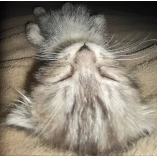 CAAAAAATS — 52