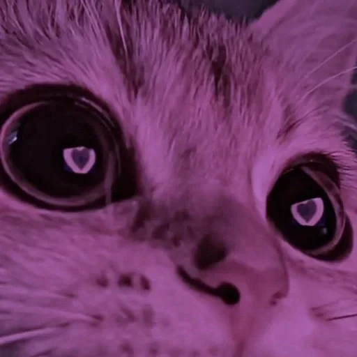 CAAAAAATS — 53