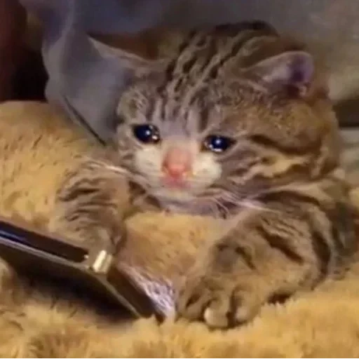 CAAAAAATS — 54