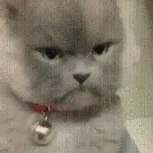 CAAAAAATS — 55