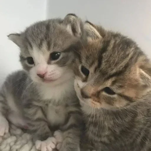 CAAAAAATS — 56
