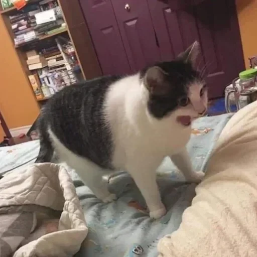 CAAAAAATS — 7
