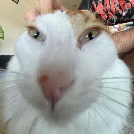 CAAAAAATS — 8
