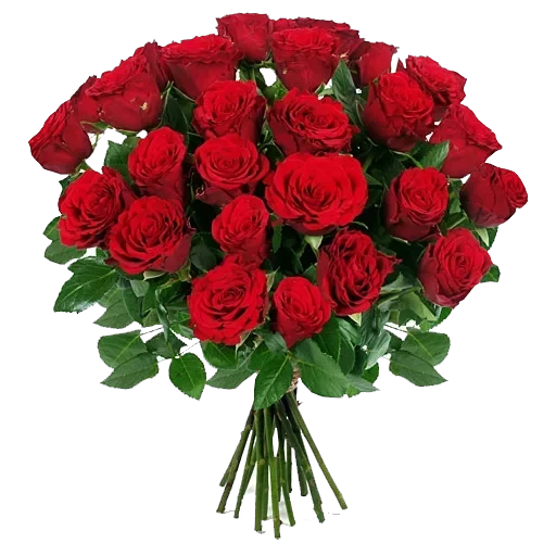 congratulations — 31