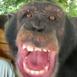 crypto monkey  | @ok_sticker_bot — 11