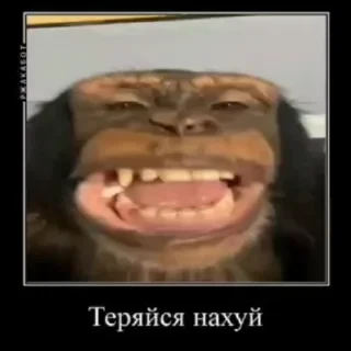 crypto monkey  | @ok_sticker_bot — 17