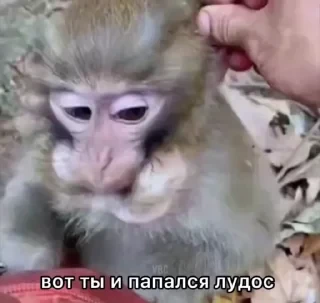crypto monkey  | @ok_sticker_bot — 3
