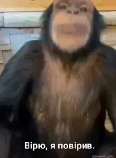 crypto monkey  | @ok_sticker_bot — 32