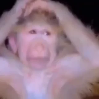 crypto monkey  | @ok_sticker_bot — 37