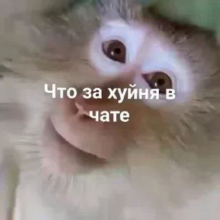 crypto monkey  | @ok_sticker_bot — 42