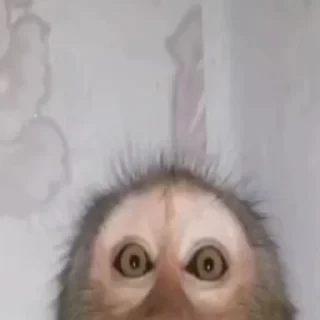 crypto monkey  | @ok_sticker_bot — 44