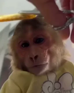 crypto monkey  | @ok_sticker_bot — 6