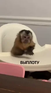 crypto monkey  | @ok_sticker_bot — 57