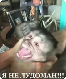 crypto monkey | @ok_sticker_bot