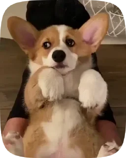 Dogs — 2