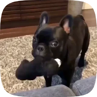 Dogs — 11