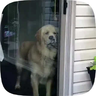 Dogs — 12