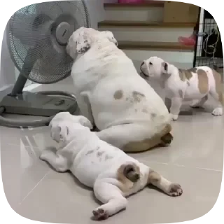 Dogs — 13
