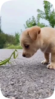 Dogs — 14